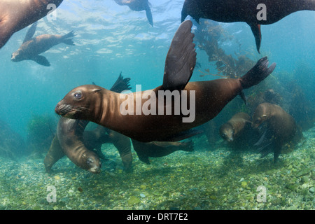 Jouant de Californie, Zalophus californianus, l'île de Cedros, Mexique Banque D'Images