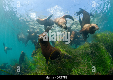 Jouant de Californie, Zalophus californianus, l'île de Cedros, Mexique Banque D'Images