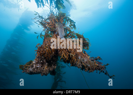 Racines de varech Macrocystis pyrifera, Géant, le Mexique, l'île de San Benito Banque D'Images