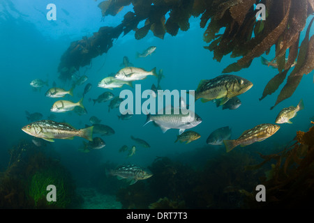 Le varech Bass en forêt de laminaires, Paralabrax clathratus, île de San Benito, Mexique Banque D'Images