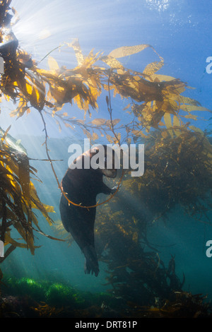 Jouant de Californie, Zalophus californianus, le Mexique, l'île de San Benito Banque D'Images