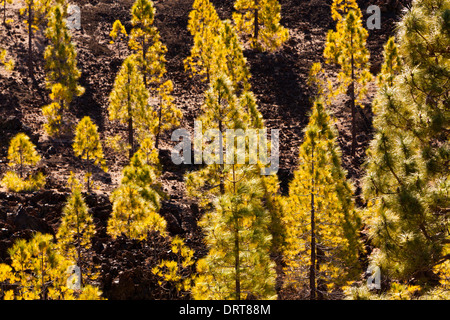 Île des Pins dans le Parc National du Teide, Pinus canariensis, Tenerife, Espagne Banque D'Images