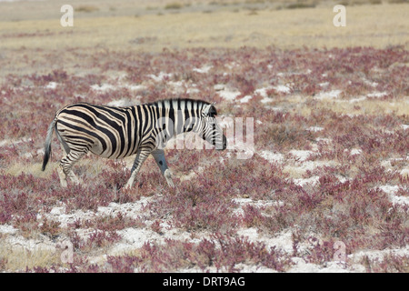 Zebra dans la savane Banque D'Images