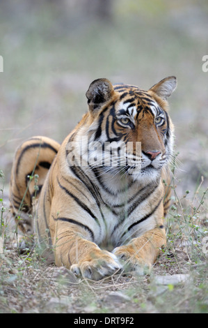 Tigre du Bengale (Panthera tigris tigris ) situé en forêt, Ranthambhore national park, Rajastan, Inde. Banque D'Images