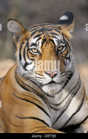Tigre du Bengale (Panthera tigris tigris ) portrait. Banque D'Images