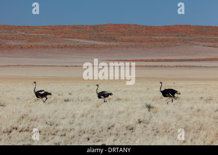 Trois autruches course sur prairie dans le désert de Namibie Banque D'Images