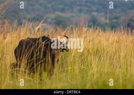 Buffle émerge de l'herbe dans la réserve naturelle de Namibie Afrique du Sud Banque D'Images