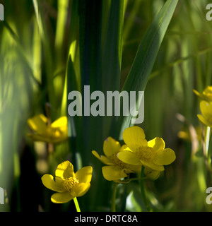 Lesser Celandine Banque D'Images