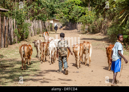 Deux frères prendre leurs vaches pour marché, Jinka, vallée de l'Omo, Ethiopie Banque D'Images