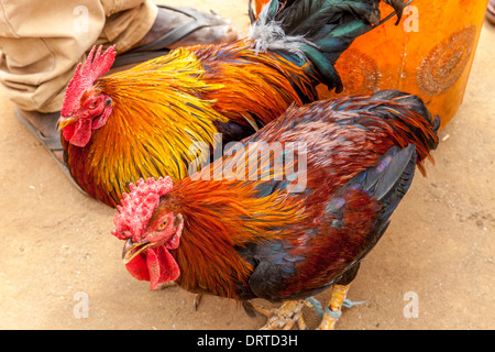 Les poulets vivants pour la vente au marché le samedi à Jinka, vallée de l'Omo, Ethiopie Banque D'Images