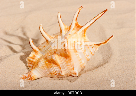 Grande belle shell sur du sable fin Banque D'Images