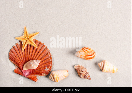 Différents beaux coquillages sur un fond plat de sable Banque D'Images