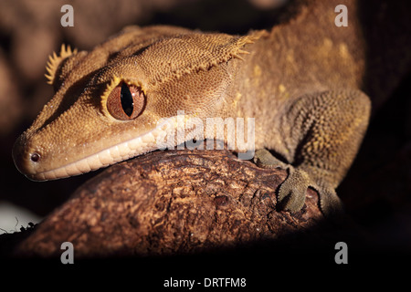 Libre d'une nouvelle Caledonian Crested Gecko (Rhacodactylus ciliatus) sur une branche Banque D'Images