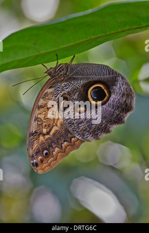 Également connu sous le nom de papillon Hibou ou chouette pâle géant papillon Caligo memnon à partir de la famille des Nymphalidae, du Mexique et de l'Amazone Banque D'Images