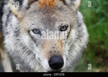 Close-up poatrait od Loup gris sauvages en forêt Banque D'Images