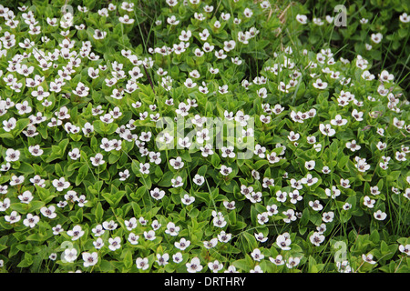 Dwarf Cornel fleurs blanches de Laponie Banque D'Images