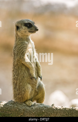 Le Meerkat vit dans toutes les parties du désert du Kalahari en Afrique Banque D'Images