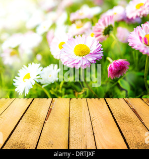 Arrière-plan de printemps avec marguerites et un panneau de bois. Banque D'Images