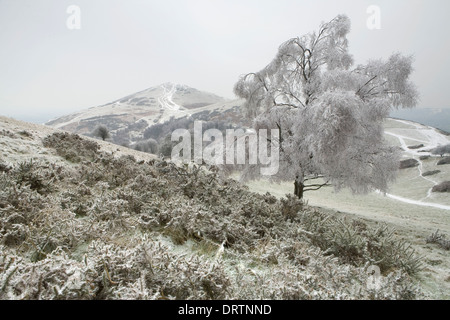 L'ajonc et bouleau blanc sur la colline nord, collines de Malvern, regardant vers la balise de Worcestershire. La pluie verglaçante avait enfermé ev Banque D'Images