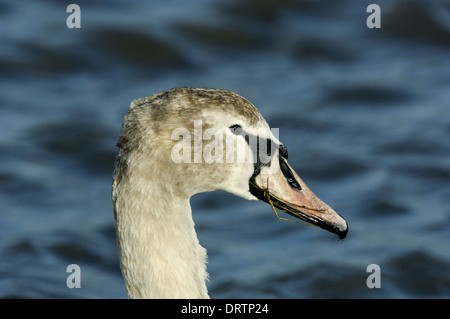 Cygne tuberculé Cygnus olor - mineur Banque D'Images