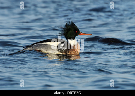 Red-breasted Merganser Mergus serrator Banque D'Images