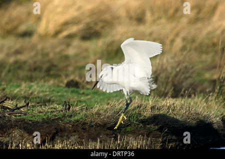 Aigrette garzette Egretta garzetta Banque D'Images