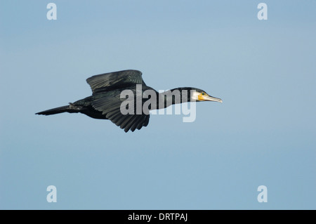 Cormoran Phalacrocorax carbo Banque D'Images