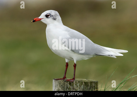 Gull - Larus melanocephalus méditerranée Banque D'Images