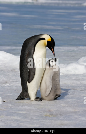 Manchot Empereur - Aptenodytes forsteri Banque D'Images