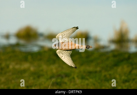 Kestrel Falco tinnunculus - Mâle Banque D'Images