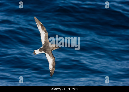 Pétrel antarctique - antarctique Thalassoica Banque D'Images