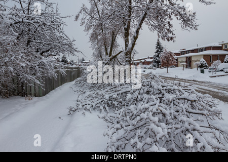 Une tempête de glace historiques des bas des arbres, coupe l'alimentation, les manteaux des foyers et fait des ravages dans la région du Grand Toronto laissant étourdis résidents Banque D'Images