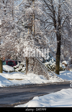 Une tempête de glace historiques des bas des arbres, coupe l'alimentation, les manteaux des foyers et fait des ravages dans la région du Grand Toronto laissant étourdis résidents Banque D'Images