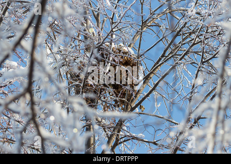 Une tempête de glace historiques des bas des arbres, coupe l'alimentation, les manteaux des foyers et fait des ravages dans la région du Grand Toronto laissant étourdis résidents Banque D'Images