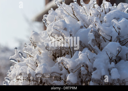 Une tempête de glace historiques des bas des arbres, coupe l'alimentation, les manteaux des foyers et fait des ravages dans la région du Grand Toronto laissant étourdis résidents Banque D'Images