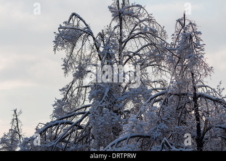 Une tempête de glace historiques des bas des arbres, coupe l'alimentation, les manteaux des foyers et fait des ravages dans la région du Grand Toronto laissant étourdis résidents Banque D'Images