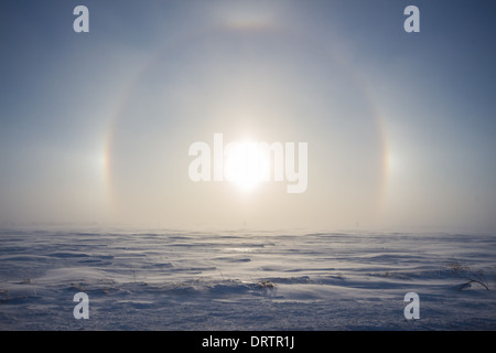 Des vents forts et de la poudrerie créer un sundog / parhelion comme le soleil se lève au-dessus d'un paysage d'hiver froid dans les régions rurales de l'Ontario Canada Banque D'Images