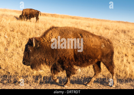 American bison, Bison bison, Custer State Park dans le Dakota du Sud. Banque D'Images