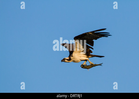 Un balbuzard pêcheur (Pandion haliaetus) en vol avec un poisson fraîchement pêché sur un ciel bleu. Banque D'Images