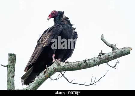 Urubu à tête rouge (Cathartes aura) assis dans un arbre, Amelia Island, Floride Banque D'Images