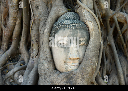 Tête de bouddha entourée par des racines à Ayutthaya Banque D'Images
