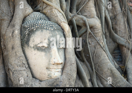 Tête de bouddha entourée par des racines à Ayutthaya Banque D'Images
