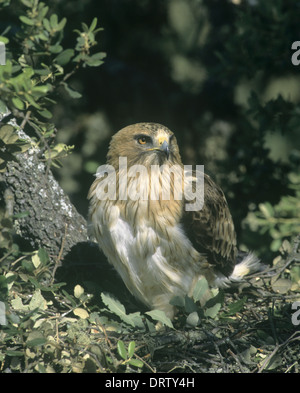 Aigle botté - Hieraaetus pennatus Banque D'Images