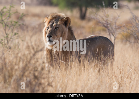 African Lion à crinière noire marchant dans le désert du Kalahari Banque D'Images