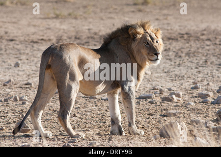 African Lion à crinière noire dans le désert du Kalahari Banque D'Images