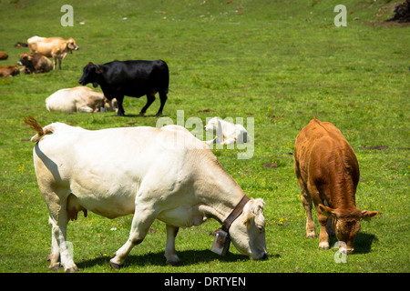 Les bovins sur l'Ofenpass Alpine, Pass dal Fuorn, dans le Val Mustair partie du Parc National Suisse, Suisse Banque D'Images