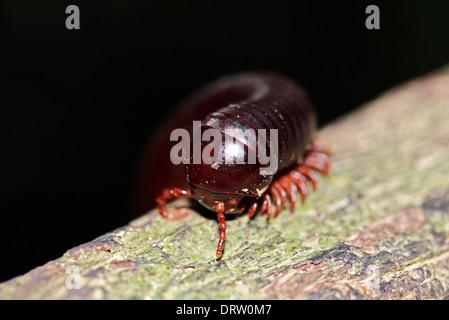 Rusty mille-pattes (Trigoniulus Corallines) Close-up, Taman Negara, Malaisie Banque D'Images