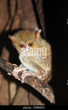 Tarsier Spectral (Tarsius Spectrum/Tarsier Tarsius) sur une branche, le Parc National de Tangkoko, nord de Sulawesi, Indonésie Banque D'Images