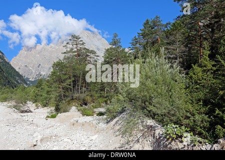 Végétation dans les Dolomites: saule, Pinus sylvestris. Vallée du Val d'Oten. Cadorine Dolomiti. Vénétie. Italie. Europe. Banque D'Images