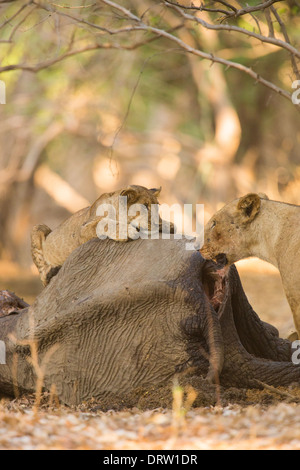 Lion et lionne (Panthera leo) sur l'éléphant africain de la carcasse de veau, looking at camera Banque D'Images